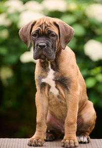 Cane Corso puppies Кане корсо щенки (2 фото из 3)