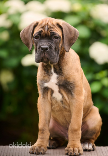 Seksi tojik Shabnam video