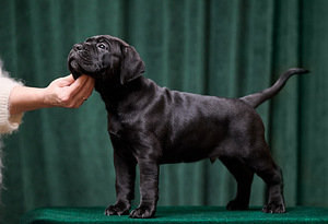 Cane Corso puppies Кане корсо щенки (4 фото из 4)