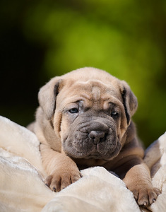Cane Corso Cane Corso kutsikad (5 foto / 10)