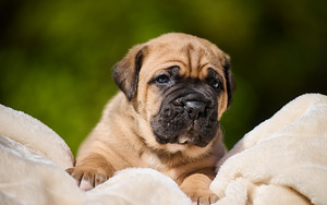 Cane Corso Cane Corso kutsikad (6 foto / 10)