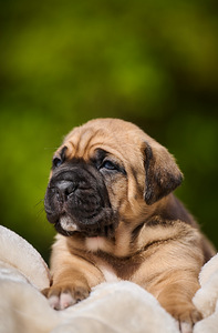 Cane Corso Cane Corso kutsikad (7 foto / 10)