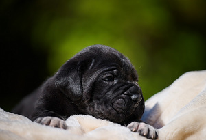 Cane Corso Cane Corso kutsikad (3 foto / 10)