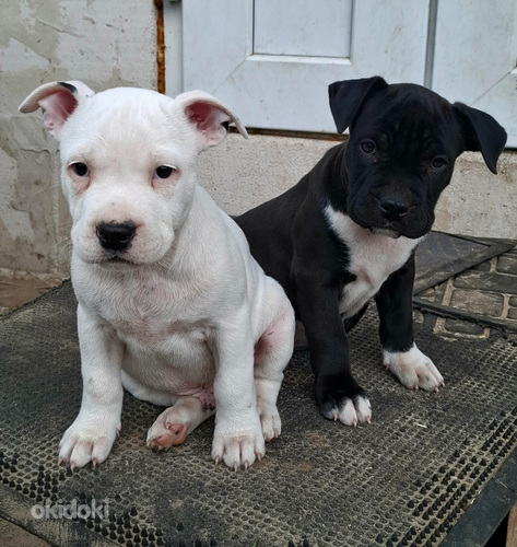 Amerikāņu stafordšīras terjers