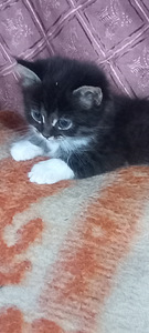 Котята (8 фото из 8)