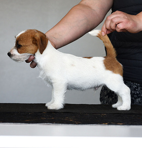 Jack Russell terjeri kutsikad (3 foto / 5)