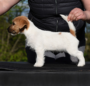 Jack Russell terjeri kutsikad (5 foto / 5)