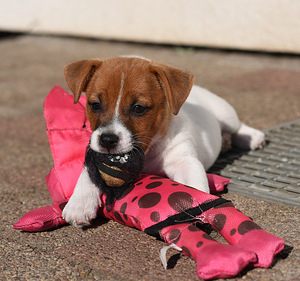 Jack Russelli terjeri kutsikat (3 foto / 6)