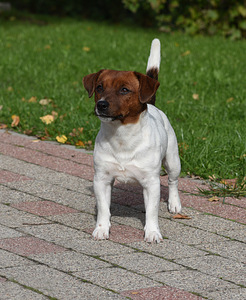 Jack Russelli terjeri kutsikat (5 foto / 6)