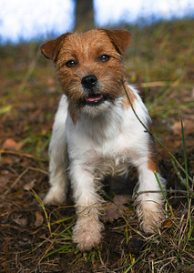 Jack Russelli terjeri kutsikad (5 foto / 5)