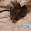 Крысята (фото #1)