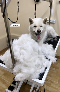 Grooming.Groomer (4 foto / 7)