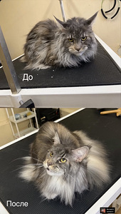 Grooming.Groomer (2 foto / 7)
