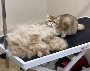 Grooming.Groomer (5 foto / 7)