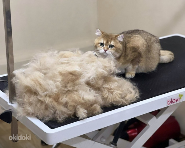 Grooming.Groomer