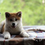 Japonų akita inu šuniukai (nuotrauka #2)