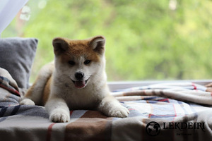 Japonų akita inu šuniukai (2 nuotrauka iš 3)