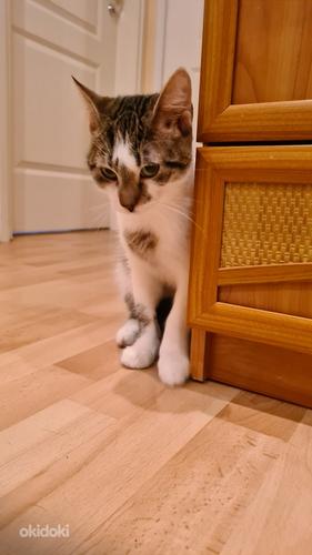 Кот (6 месяцев) (фото #1)