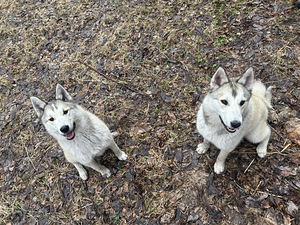 Pakkuda on 2 emast Lääne-Siberi laikat (1 foto / 1)