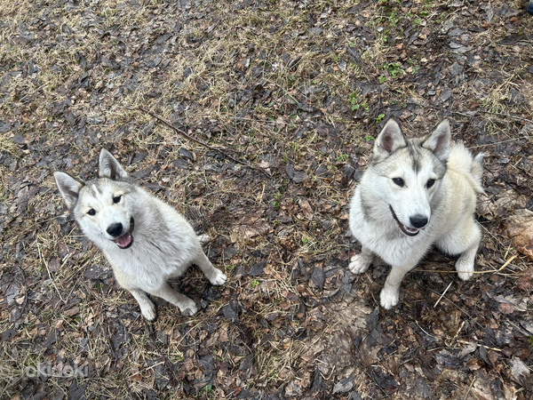 Pakkuda on 2 emast Lääne-Siberi laikat