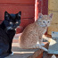 Maakodused kassipojad (foto #3)