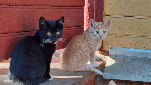 Maakodused kassipojad (foto #3)