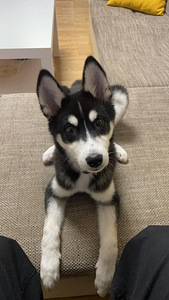 5 kuune husky/laika kutsikas ära anda (1 foto / 5)