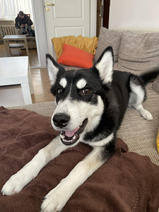 5 kuune husky/laika kutsikas ära anda (2 foto / 5)