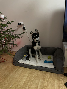 5 kuune husky/laika kutsikas ära anda (5 foto / 5)