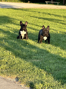 Продам Французских бульдогов (3 фото из 3)