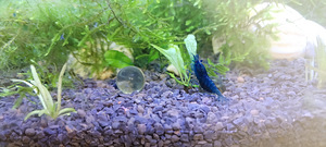 Krevetid Blue dream (2 foto / 5)