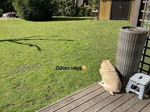 Võtan hoida väiksekasvulise sõbraliku koera (1 foto / 1)