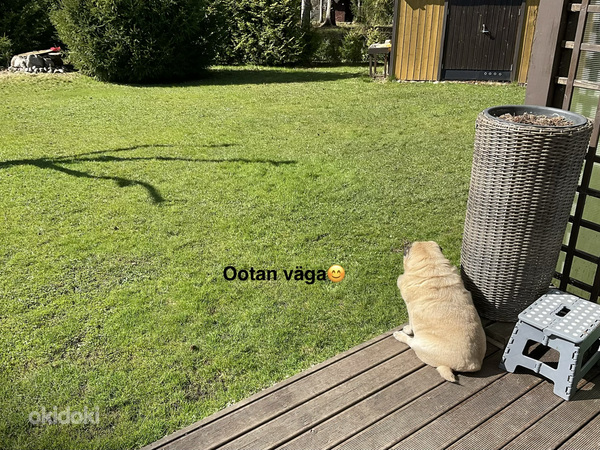 Võtan hoida väiksekasvulise sõbraliku koera