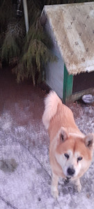 Ma annan Akita -inu headesse kättesse (3 foto / 3)