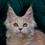 Котята мейн кун (фото #1)