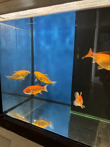 Müüa kuldkalad tiigi jaoks (carassius auratus) (1 foto / 3)