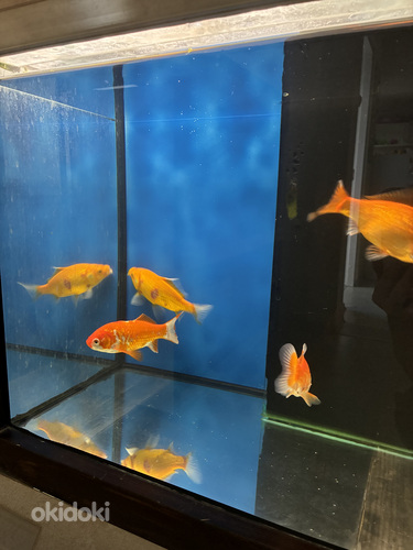 Müüa kuldkalad tiigi jaoks (carassius auratus)