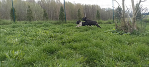 Prantsuse buldogi kutsikas (2 foto / 8)