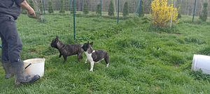 Prantsuse buldogi kutsikas (3 foto / 8)