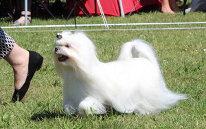 Bichon Maltese puhdasveriset pennut (2 valokuva sivusta 3)