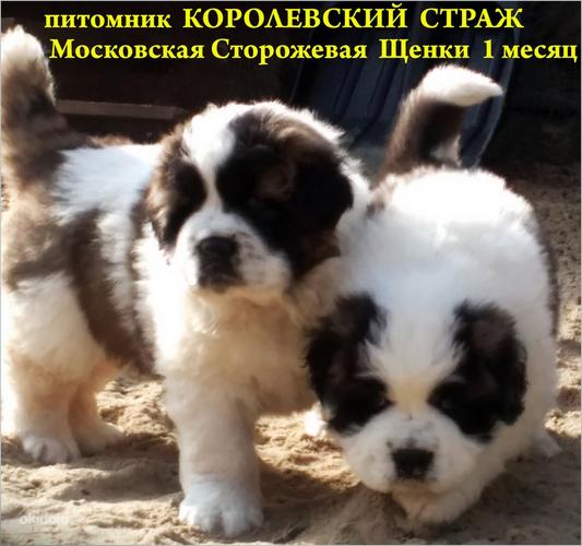 Московская сторожевая щенки от пары чемпионов (фото #1)