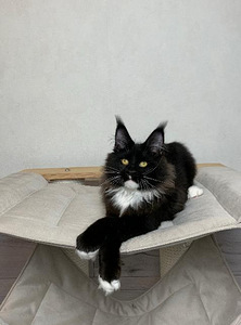 Котята мейн кун (3 фото из 6)