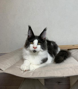 Maine coon (1 фото из 6)