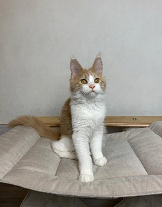 Maine coon (4 фото из 6)