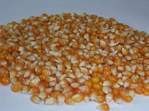 Экструдированная кукуруза, ячмень, пшеница от производителя