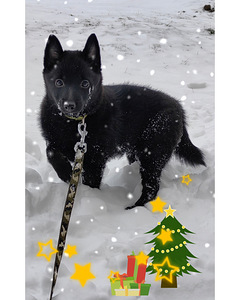 Шипперке - Schipperke (2 фото из 10)