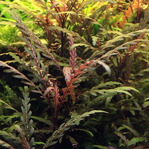 Hygrophilus pinnatifida (1 foto / 1)