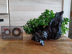 Anubias barteri nana petit juurikal (2 foto / 2)
