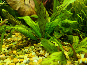Echinodoruse marmorist kuninganna (1 foto / 1)