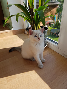 Британские котята (8 фото из 10)